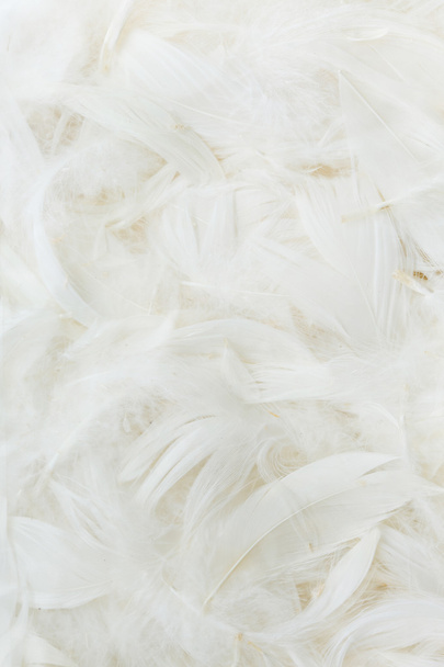 Color feathers - Foto, Imagem