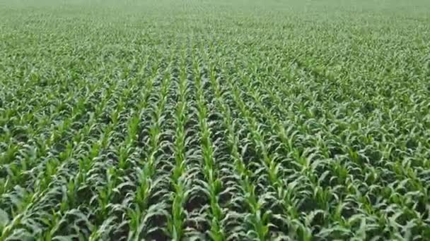 Campo de maíz grande y sudor sobre los cultivos a lo largo de filas por quadcopter
. - Metraje, vídeo