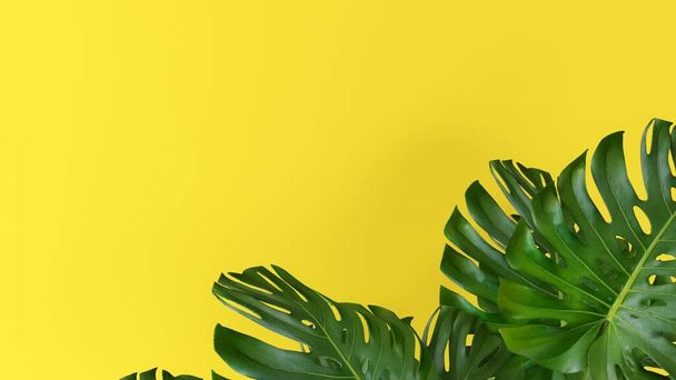 Tropical leaves, forest leaves jungle leaves green plant background with the yellow wall. - Photo, Image