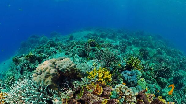 Koraalrif met vis onder water. Bohol, Filipijnen. - Foto, afbeelding