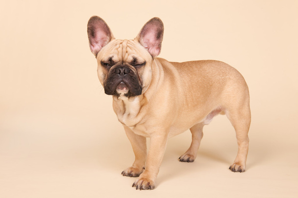 bulldog francés enojado
 - Foto, imagen
