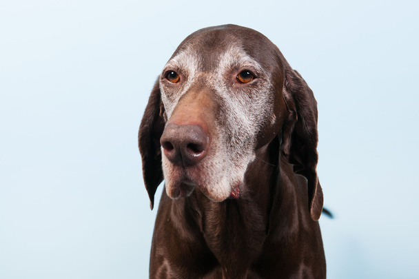 Portrait old dog - Foto, Imagem