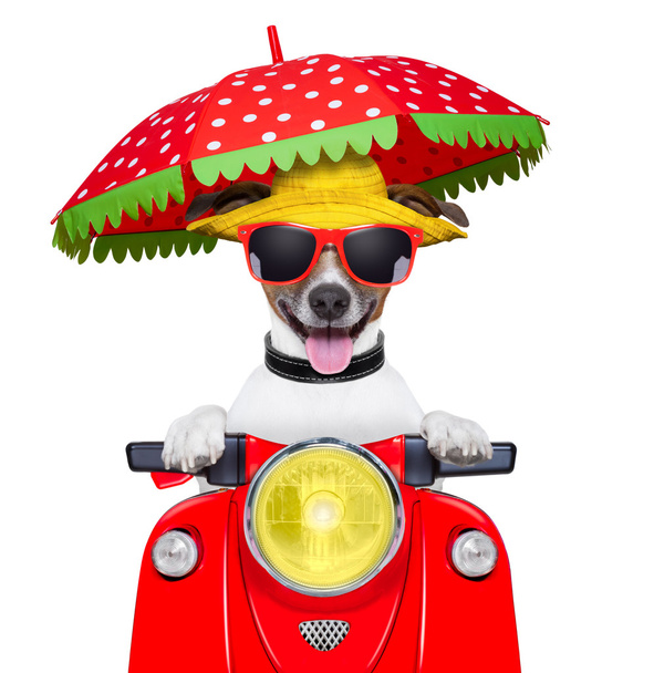 motorcycle dog summer dog - Fotó, kép