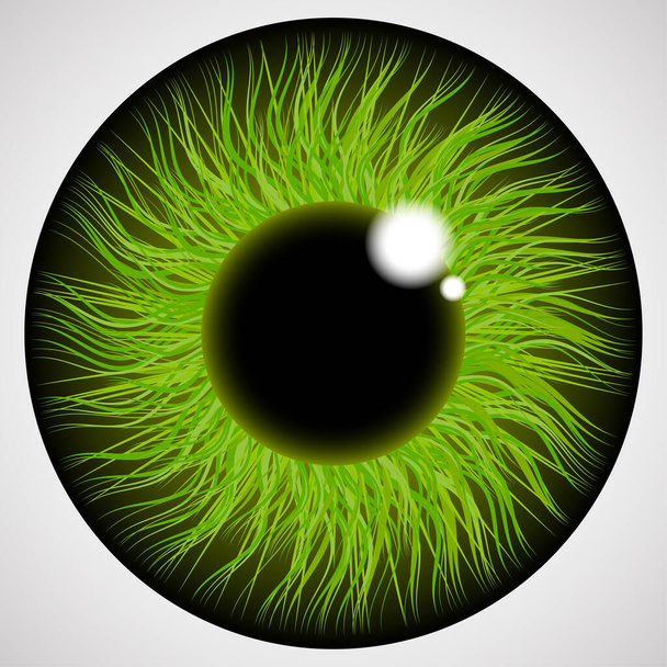 Iris of the human eye. Isolated on light background. - Vector, Image