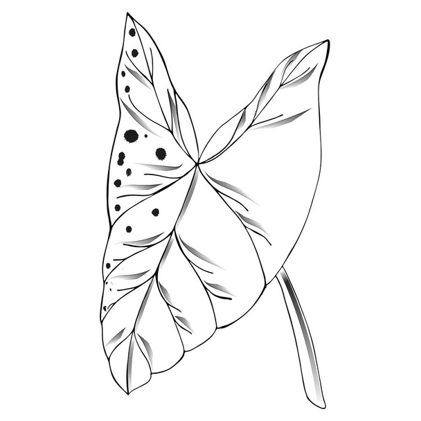 tropical leaf Nephthytis or Caladium Syngonium Podophyllum. Botanical illustration. Isolated on white. For the design of postcards, clothes, stationery, invitation cards. botanical sign, logo, label. - Vector, Image