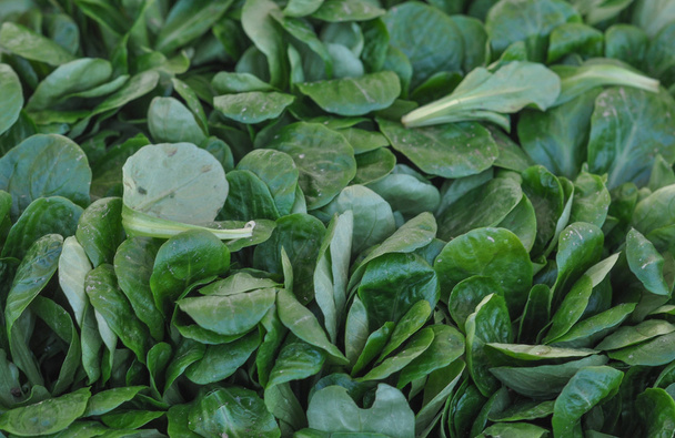 Verduras de salada verdes
 - Foto, Imagem