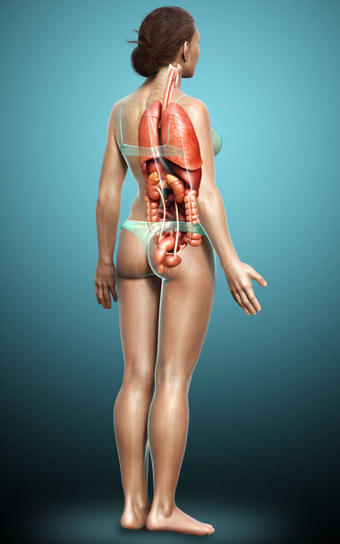 3d rendered medically accurate illustration of female  Internal organs  - Foto, afbeelding