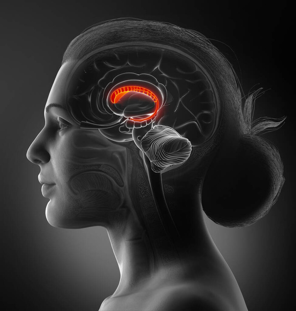 3d rendered medically accurate illustration of a female brains anatomy-the caudate nucleus - Zdjęcie, obraz