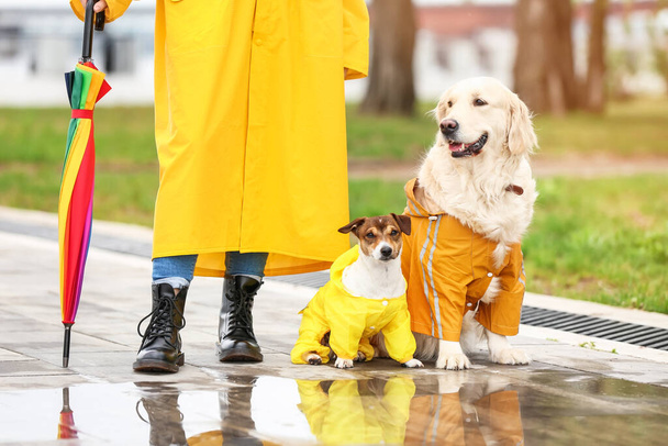 Yağmurluklu komik köpek ve sahibi dışarıda yürüyor. - Fotoğraf, Görsel
