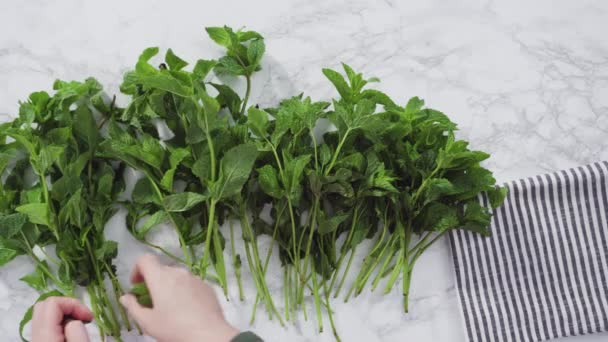 Fresh mint from the organic garden on a marble background. - Footage, Video