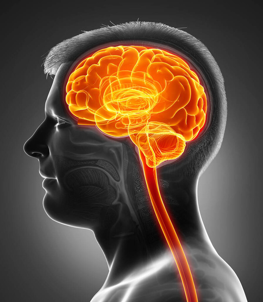 3d rendered, medically accurate illustration of a male highlighted brain /headache - Фото, изображение