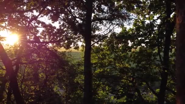Magisch bos bij zonsopgang. Schijn van de zon in de lens, verblinding op de lenzen. De zonnestralen breken door de takken van bomen. Zonnige ochtend in het bos, zomerconcept. - Video