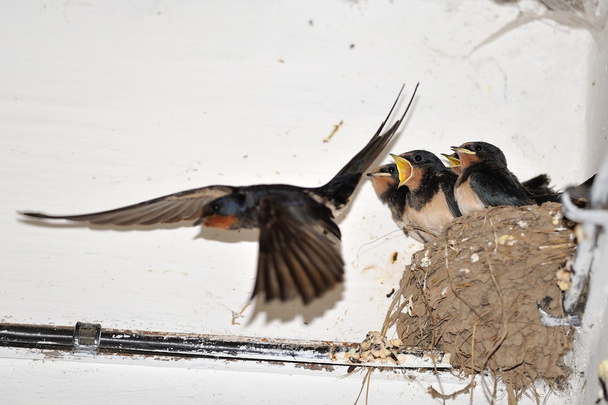 młody barn swallow w gniazdo z otwartymi ustami - Zdjęcie, obraz
