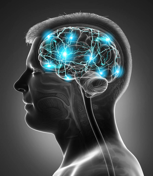 3d renderowana, medycznie dokładna ilustracja męskiego czynnego mózgu - Zdjęcie, obraz