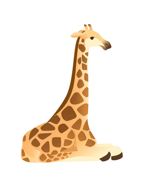 Mature giraffe african animal with long neck cartoon animal design flat vector illustration isolated on white background. - Vector, Image