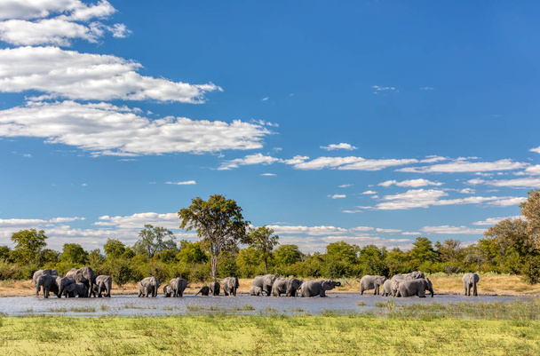 Moremi oyununda su birikintisindeki Afrika fili sürüsü Botsvana 'da, geleneksel manzara, Afrika safarisi vahşi yaşam - Fotoğraf, Görsel