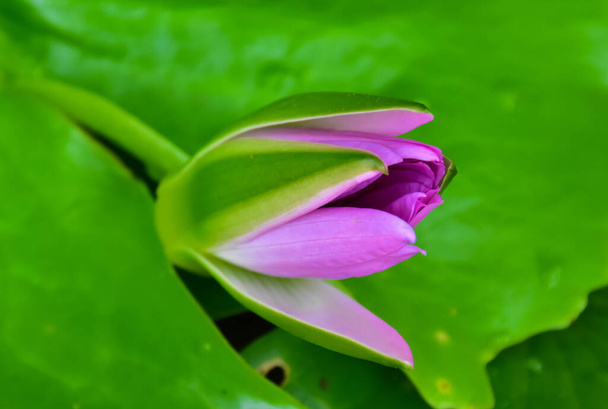 Closeup άποψη ενός οφθαλμού του λωτού λουλούδι με θολή φόντο. - Φωτογραφία, εικόνα