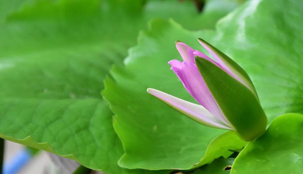 Detailní pohled na pupen lotosového květu s rozmazaným pozadím. - Fotografie, Obrázek