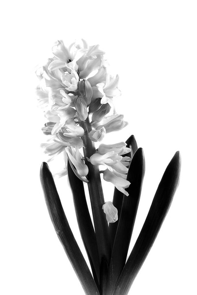 kaunis kevät mustavalkoinen hyasintti eristetyllä taustalla lähikuva - Valokuva, kuva