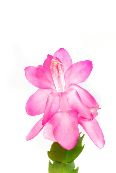 美しいピンク色の繊細な花が白い孤立した背景でクローズアップされ - 写真・画像