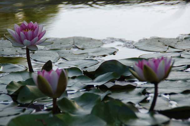beautiful exotic water lilies growing in a pond among green leaves on a warm sunny day - Foto, afbeelding