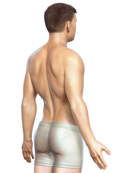3d rendered illustration of the male body - Zdjęcie, obraz