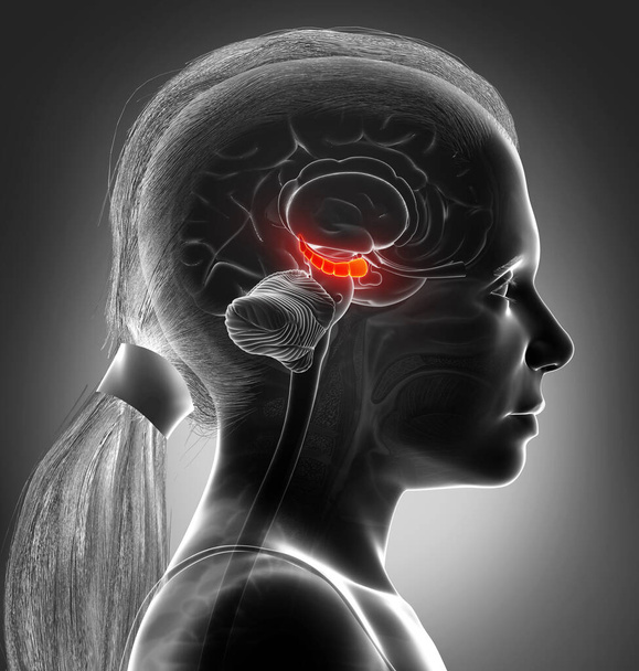 3d rendering medical illustration of a girl Brain HYPPOCAMPUS anatomy - cross sectio - Fotó, kép