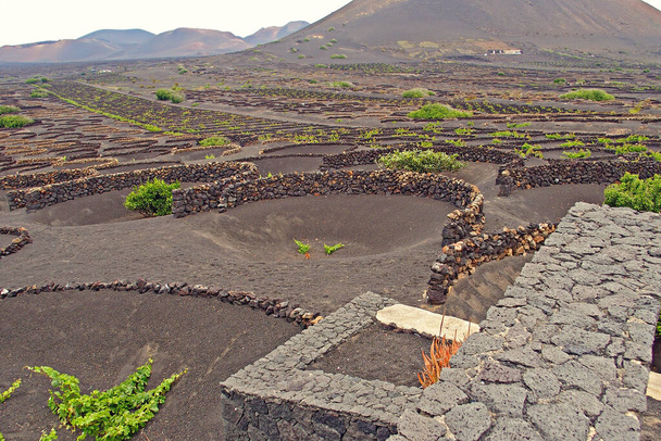 beautiful Spanish landscape of the Canary island of Lanzarote with black soil and grape growing  - Photo, Image