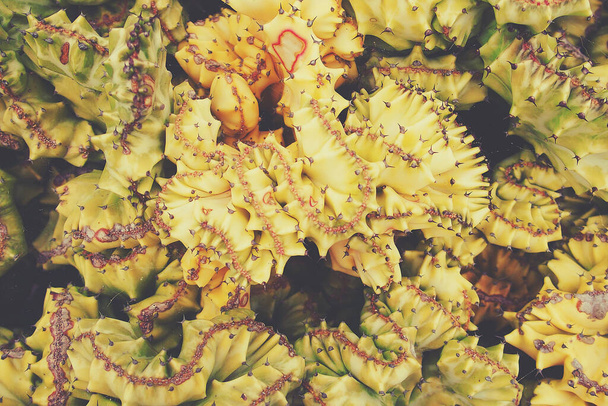 красивий гострий скоринчастий кактус, що створює цікавий зелений природний фон
 - Фото, зображення