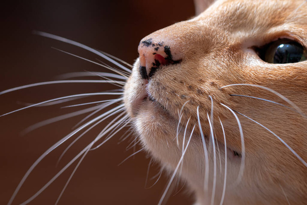 長い猫の口ひげを閉じた生姜赤東洋の猫 - 写真・画像