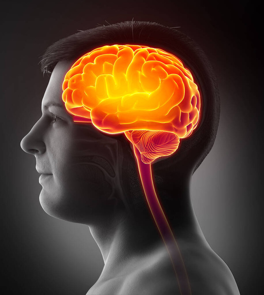 3d rendered, medically accurate illustration of a male highlighted brain /headache - Фото, зображення
