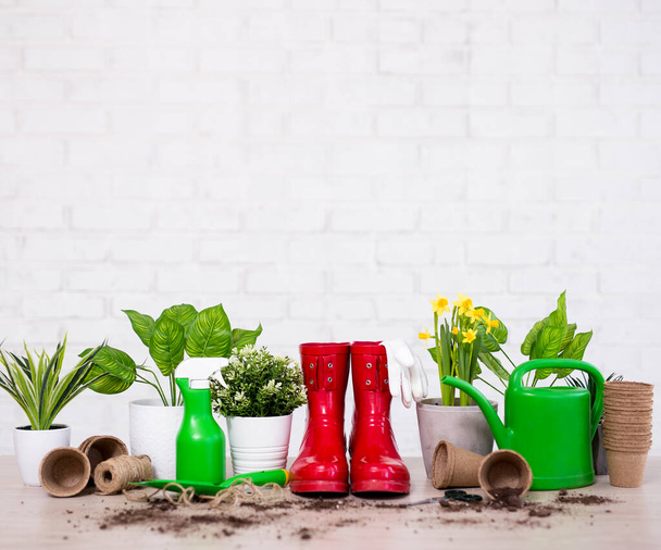 spring background - composition of potted plants and gardening tools on wooden table over white brick wall - Photo, Image