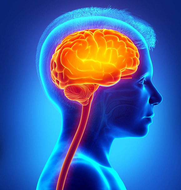 3d rendered, medically accurate illustration of a young boy highlighted brain /headache - Photo, Image