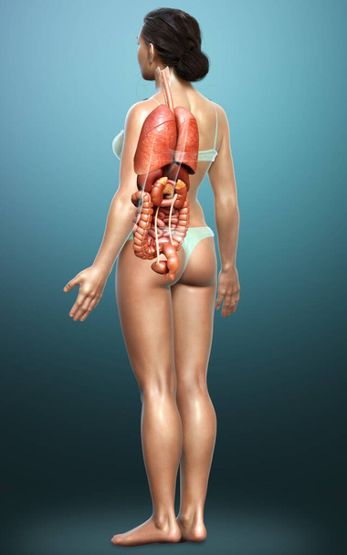 3d rendered medically accurate illustration of female  Internal organs  - Fotó, kép