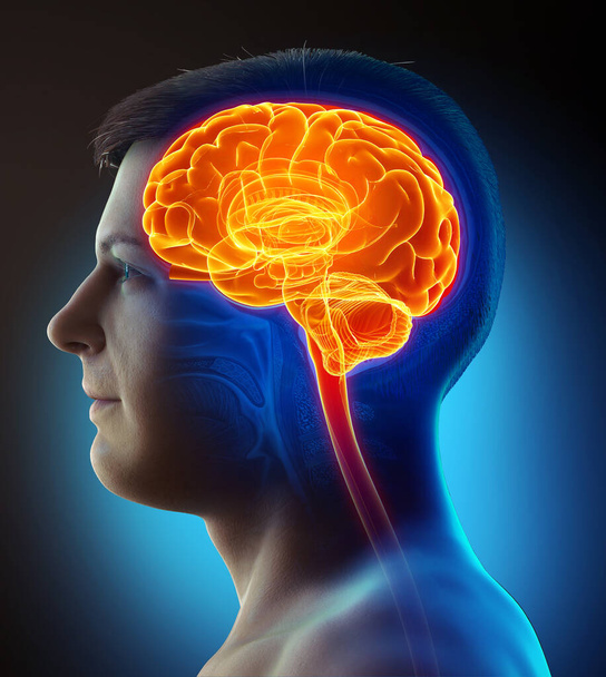 3d rendered, medically accurate illustration of a male highlighted brain /headache - Fotoğraf, Görsel