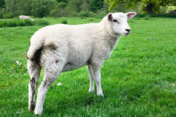 πρόβατα στον τομέα - Φωτογραφία, εικόνα