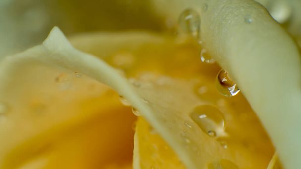 yellow beautiful rose in water drops - Photo, image