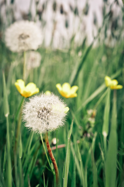 Dandelions and buttercups - Photo, Image