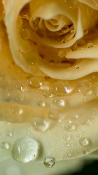 yellow beautiful rose in water drops - Photo, image