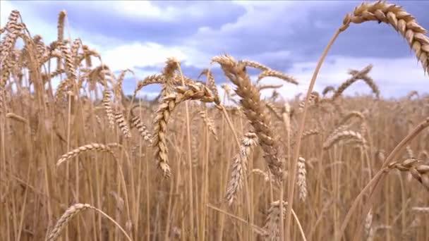 Primer plano de las espigas y el campo de trigo maduro
 - Metraje, vídeo