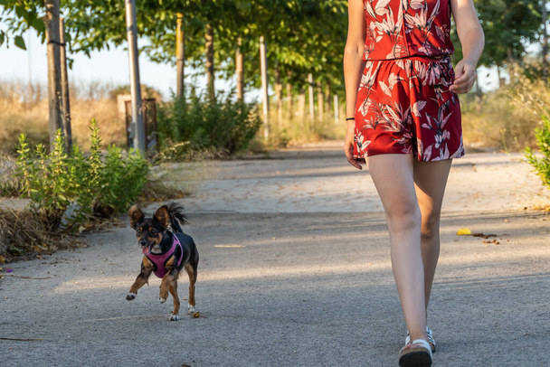 公園で犬と一緒に赤い服を歩く女性 - 写真・画像