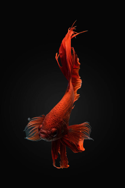 Siamese fighting fish in movement isolated on black background - Photo, Image