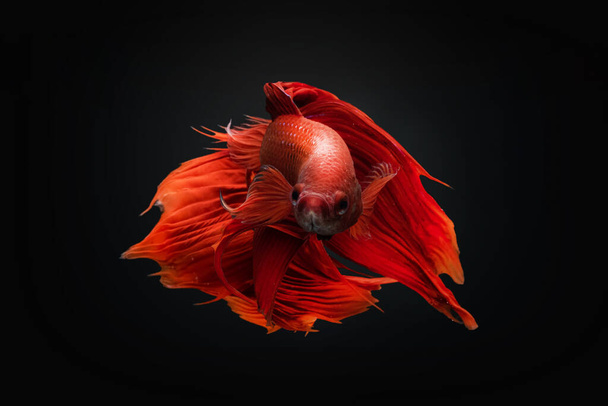 Siamesische Kampffische in Bewegung isoliert auf schwarzem Hintergrund - Foto, Bild
