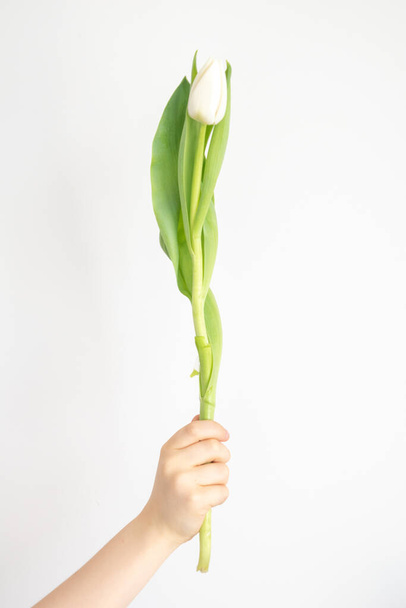 beautiful spring white tulip flower with green leaves kept in a child's hand on a smooth background - Foto, Imagen