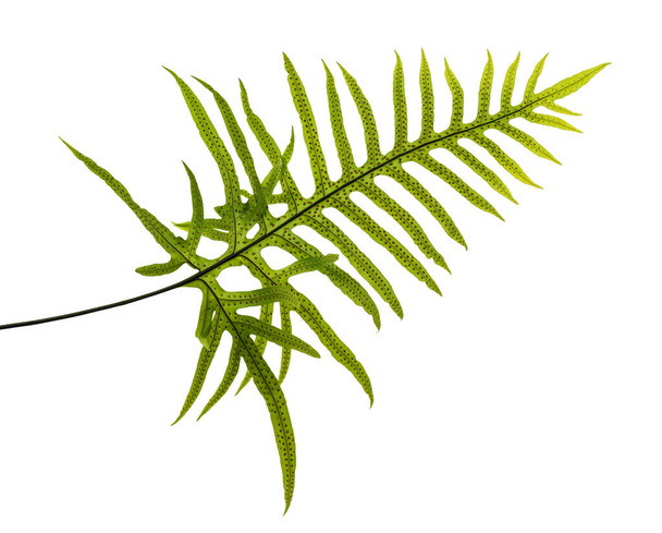Wart fern leaf, Ornamental foliage, Fern isolated on white background, with clipping path - Photo, Image