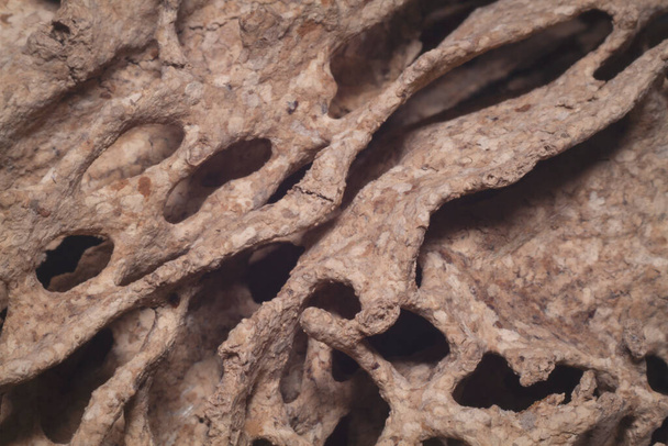 Macro trous de tir et tunnels à l'intérieur du bois endommagé créé par les termites - Photo, image
