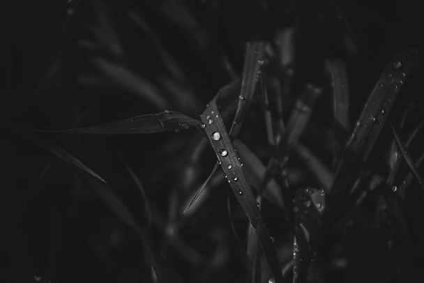 hermoso fondo con gotas frescas de lluvia de verano brillando en el sol en un campo de hierba
 - Foto, Imagen