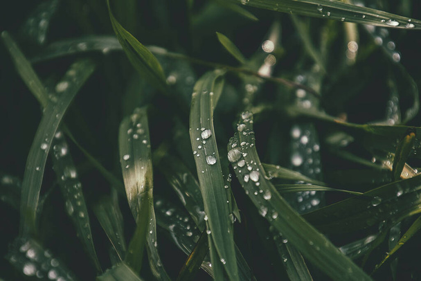 mooie achtergrond met frisse druppels zomer regen schijnt in de zon op een grasveld - Foto, afbeelding