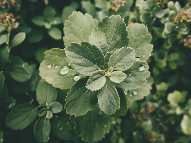 bela planta de verão com gotas de chuva em folhas verdes
 - Foto, Imagem