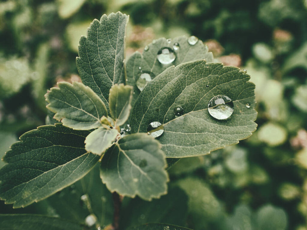 belle plante d'été avec des gouttes de pluie sur les feuilles vertes - Photo, image